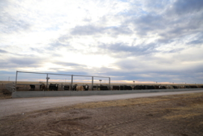 Feedlot pens long shot